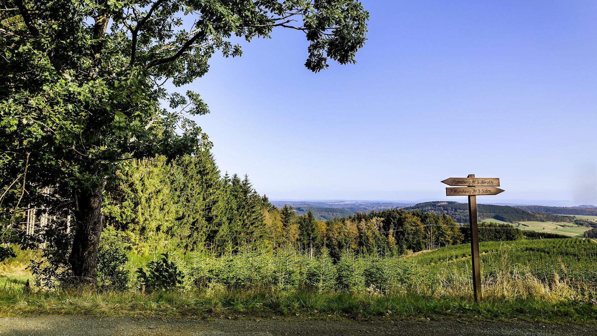 Blick auf einen Wanderweg mit Wegkreuzung in der Eifel