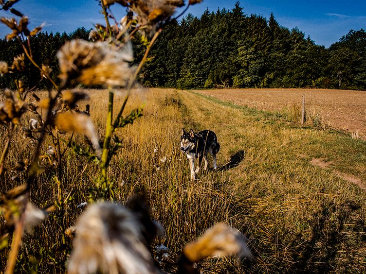 Wanderweg durch die Natur, an Feldern entlang