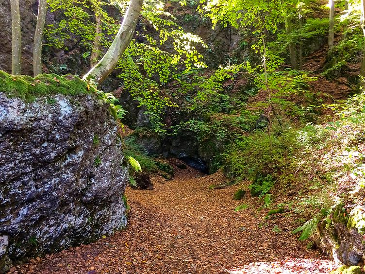 Waldweg in der Vulkaneifel