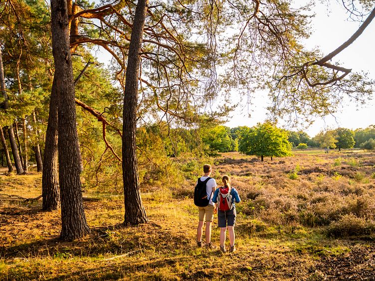 Heidelandschaft der Wahner Heide