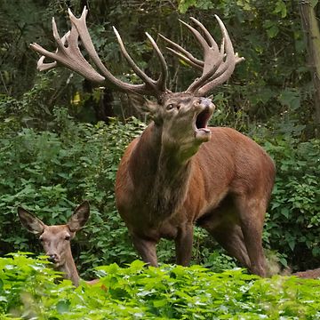 Quelle: Hochwildpark Rheinland GmbH Wildtiere