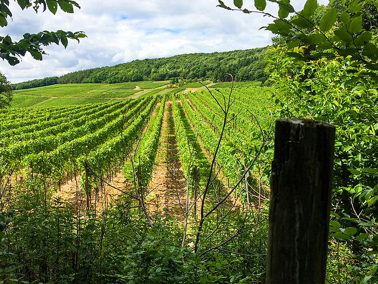 Weinberge bei Walporzheim