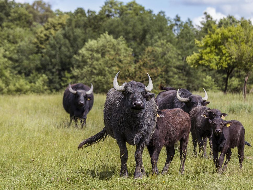 Glanrinder in der Wahner Heide