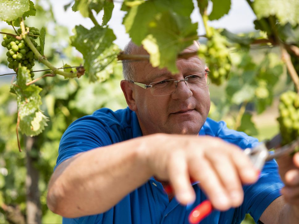 Winzer Adeneuer im Weinberg