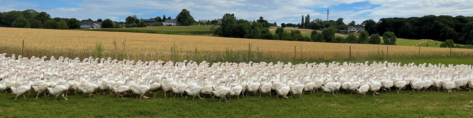 Gänse auf dem Bauerngut Schiefelbusch